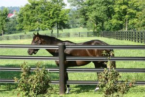 watt plastics flexible stud rail 1