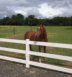 watt plastics post and rail fencing horse optimised